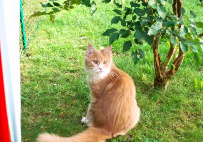 Membre du Cat Club Romand