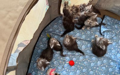 Naissances de 8 chatons 14 mars 2026